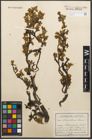 Foto von Salix retusa L.